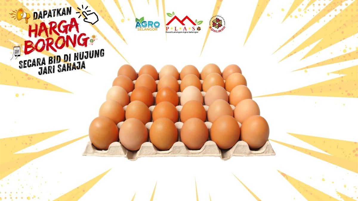 TELUR GRED B SPECIAL - Auction