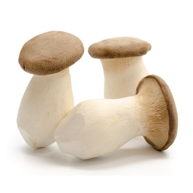 CENDAWAN KING OYSTER 1 PACK